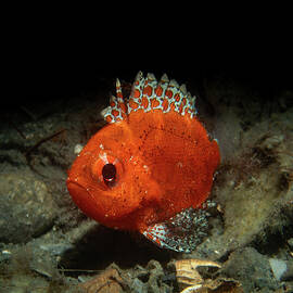 Short Bigeye by Brian Weber