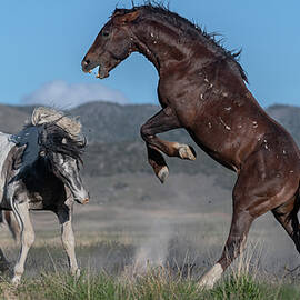 Showtime for the Stallions. by Paul Martin