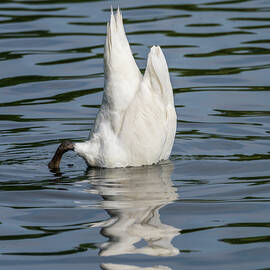 Side view of the body of a swan reaching into the water of Elles by Steven Heap