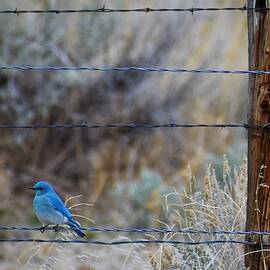 Sign of Spring by Alden White Ballard