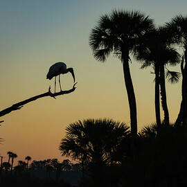 Silhouette in the Wetlands by Dodie Ross
