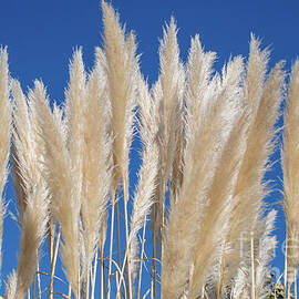 Silky Pampas Grass by Abigail Diane Photography