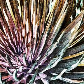 silversword on Maui by Bruce Block