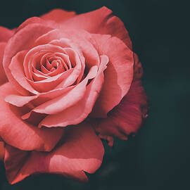 Simple Beauty of a Rose by Kevin Schwalbe