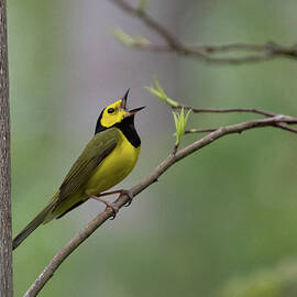 Singing Hooded Warbler by Cascade Colors