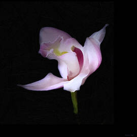 Single Pink Orchid on Black by Barbara Siegel