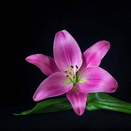 Sink the Pink by Maryanne Keeling