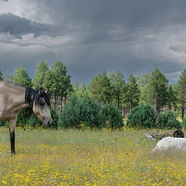 Sleeping Filly. by Paul Martin