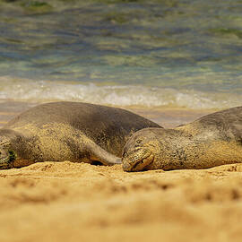 Sleeping Hawaiian Monk Seals by Nancy Gleason