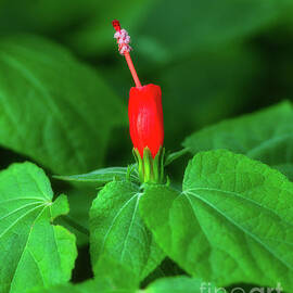 Turks Cap Mallow Red Sleepy Hibiscus Flower by Abigail Diane Photography