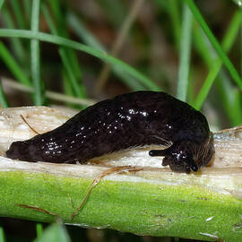 Slug munching in the garden by Brian Weber