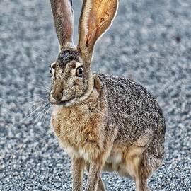 Smirk of The Jackrabbit - Joshua Tree National Park by KJ Swan