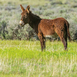 Smoke Creek Burro by Mike Lee