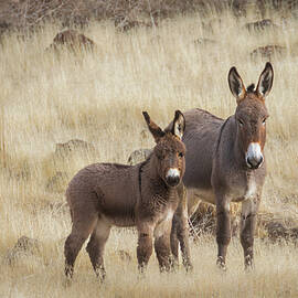 Smoke Creek Jenny and Foal by Mike Lee