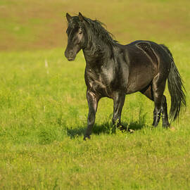 Smoke Creek Stallion by Mike Lee