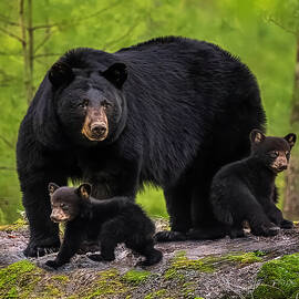 Smoky Mountains Momma  by Theresa D Williams Smoky Mountains