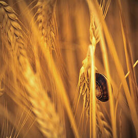 Snail in the wheat field by Tatiana Travelways