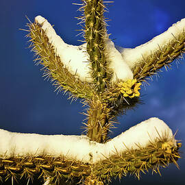 Snow Cactus New Mexico by Tommy Farnsworth