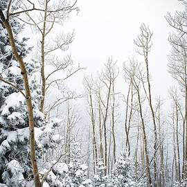 Snow Covered Aspen Grove by Rebecca Herranen