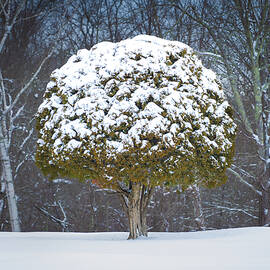 Snow-Covered Evergreen by Dave King