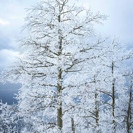 Snow Covered Tree by Rebecca Herranen