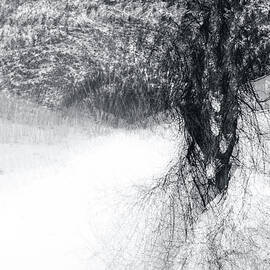 Snow Dancer by Ursula Abresch