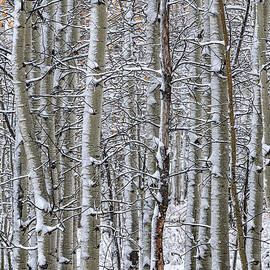 Snow Dusted Aspens 1, Utah by Abbie Warnock