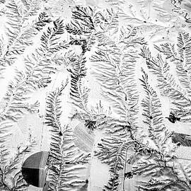Snow Ferns by Mary Lee Dereske