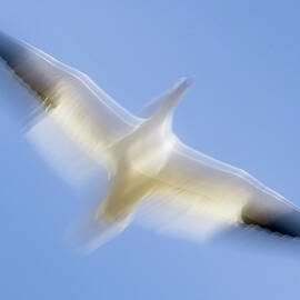 Snow Geese Abstract by Susan Candelario