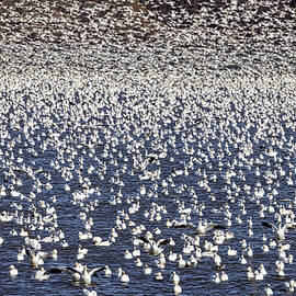 Snow Geese Blast by Susan Candelario