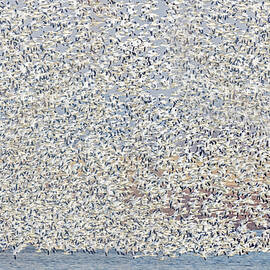 Snow Geese In Flight  by Susan Candelario