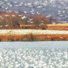 Snow Geese Migration  by Susan Candelario
