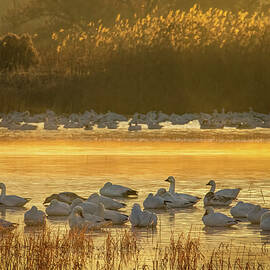 Snow Geese on Bosque del Apache's Sunrise Flight Deck by Rebecca Herranen