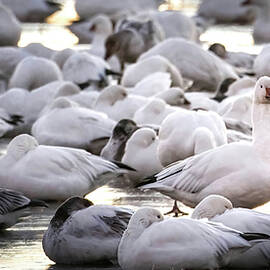 Snow Geese On Ice by Rebecca Herranen