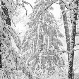 Snow Pine by Steven Nelson