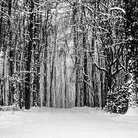 Snow Storm by Louis Dallara