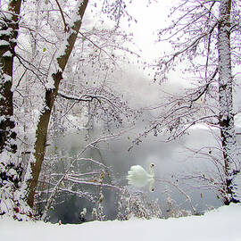 Snow Swan by Jessica Jenney