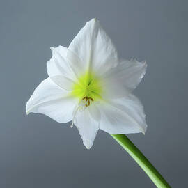 Snow White by Maryanne Keeling