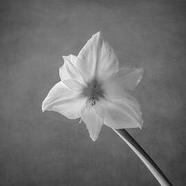 Snow White - monochrome by Maryanne Keeling