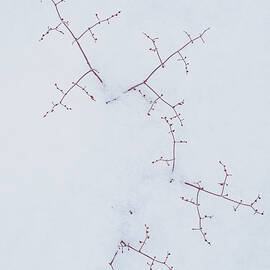 Snowbound by Mary Lee Dereske