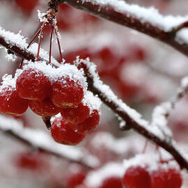 Snowcovered Crabapples by Robert Allen Hill