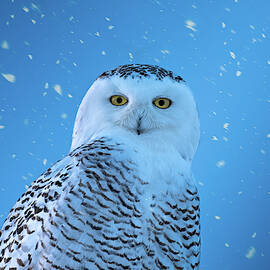 Snowfall by James Overesch