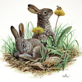 Snowshoe Hare by Don Balke