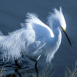 Snowy Egret 12B by Sally Fuller