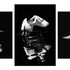 SNOWY EGRET 57-58-61 by Sally Fuller