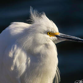 Snowy Egret at Sunset by Joe Fisher