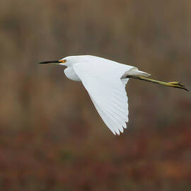 Snowy Egret in Flight by Joe Fisher