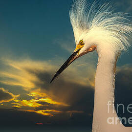 Snowy Egret Portrait and Sunset by Stefano Senise