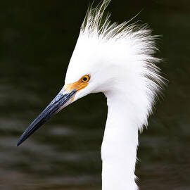 Snowy Egret Portrait by Joe Fisher