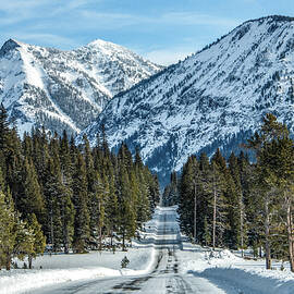 Snowy Mountain Road, Yellowstone National Park by Marcy Wielfaert